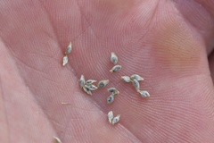 Cyperus sesquiflorus