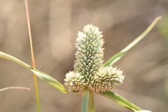 Cyperus sesquiflorus