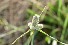 Cyperus sesquiflorus