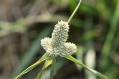 Cyperus sesquiflorus