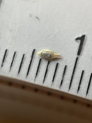 Cyperus sesquiflorus