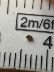 Cyperus sesquiflorus