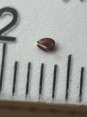 Cyperus sesquiflorus