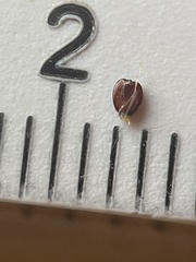 Cyperus sesquiflorus