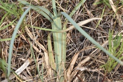 Chloris texensis