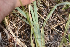 Chloris texensis