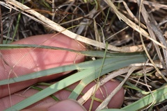 Chloris texensis