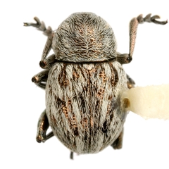 Graphops comosa