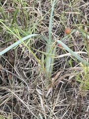 Chloris texensis