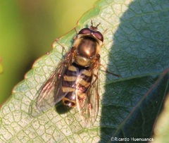 Syrphus reedi