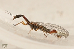 Raphidiidae