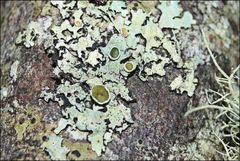 Austroparmelina pseudorelicina