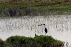 Egretta caerulea