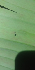 Insecta