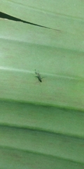 Insecta