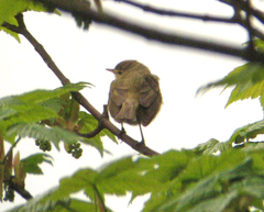 Phylloscopus ibericus