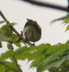 Phylloscopus ibericus
