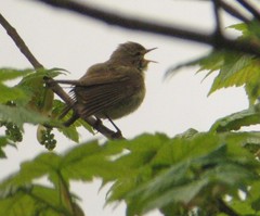 Phylloscopus ibericus