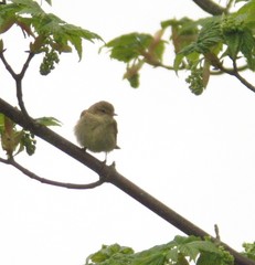 Phylloscopus ibericus