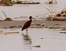Glossy Ibis