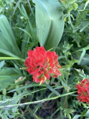 Castilleja latifolia