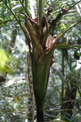 Burretiokentia grandiflora