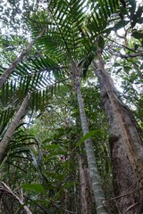 Burretiokentia grandiflora