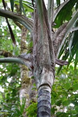 Burretiokentia grandiflora