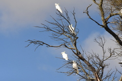 Cacatua galerita galerita