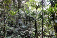 Burretiokentia grandiflora