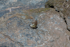 Polyura zoolina