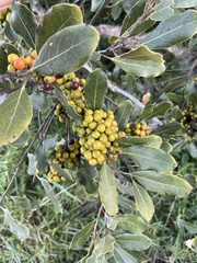 Euclea natalensis obovata