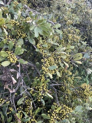 Euclea natalensis obovata