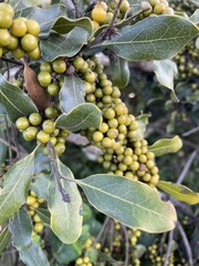 Euclea natalensis obovata