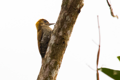 Dryobates maculifrons