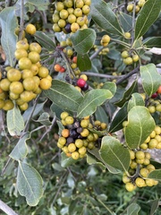 Euclea natalensis obovata