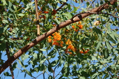 Eucalyptus phoenicea