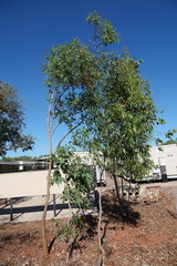 Eucalyptus phoenicea