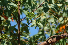 Eucalyptus phoenicea