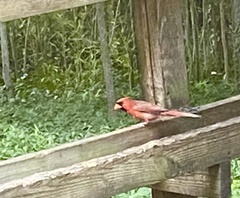 Cardinalis cardinalis