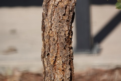 Eucalyptus phoenicea