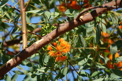 Eucalyptus phoenicea