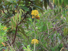 Epidendrum melinanthum
