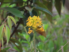 Epidendrum melinanthum