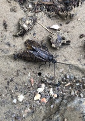 Oligostomis pardalis