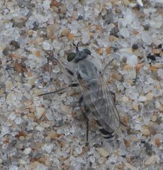 Laphystia litoralis