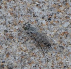 Laphystia litoralis