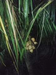 Cocos nucifera