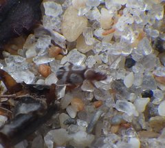 Squamanotoxus elegans