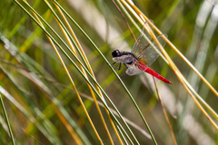 Planiplax phoenicura